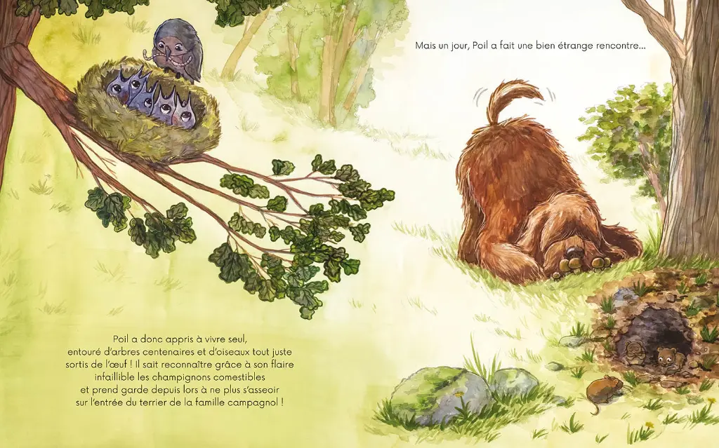 Auzou - Les Albums - Poil et Plume 3.webp